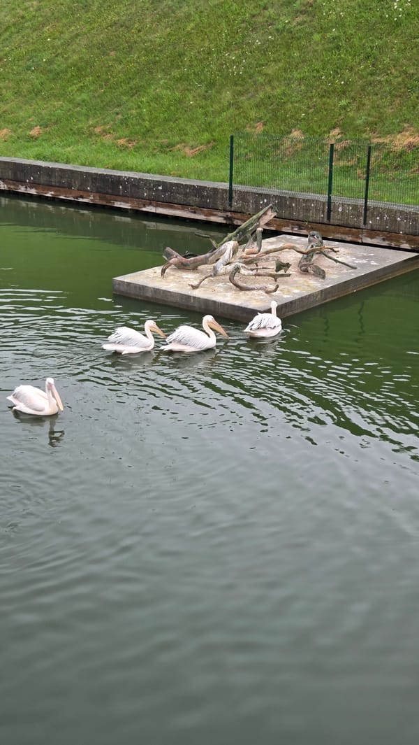 DFDS ferry and waterbirds along a northern European harbor
