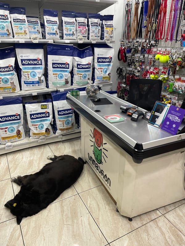 Evening street scenes and pet store visit documented in Tbilisi