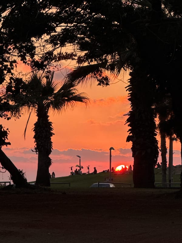 Tel Aviv palm trees at golden hour sunset