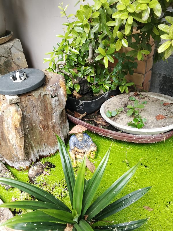 Lazy afternoon with kittens and quiet corners in Phu Thuy Ward