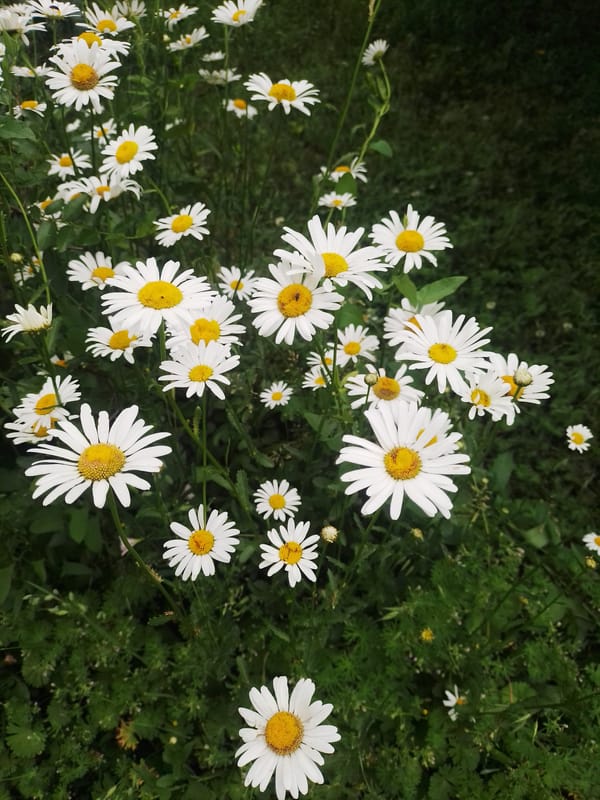 Rural garden life documented in Ustyvytsia, Ukraine