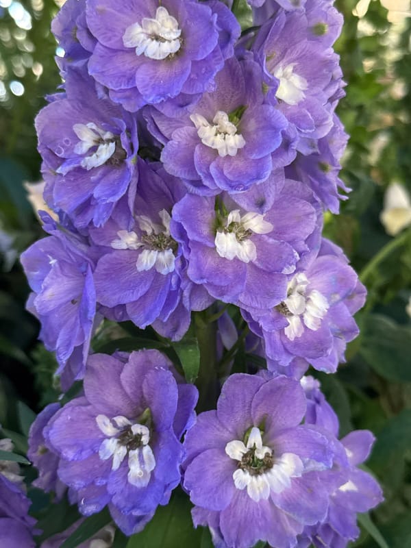 Shared bicycles parked near traditional pavilion in Jinjiang District