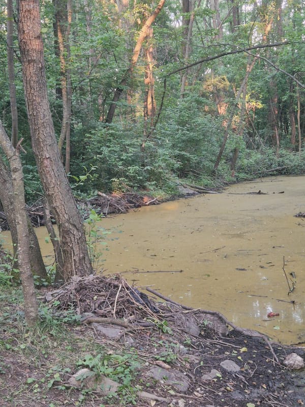Forested Sofia wetland shows excavation work near a marshy pond
