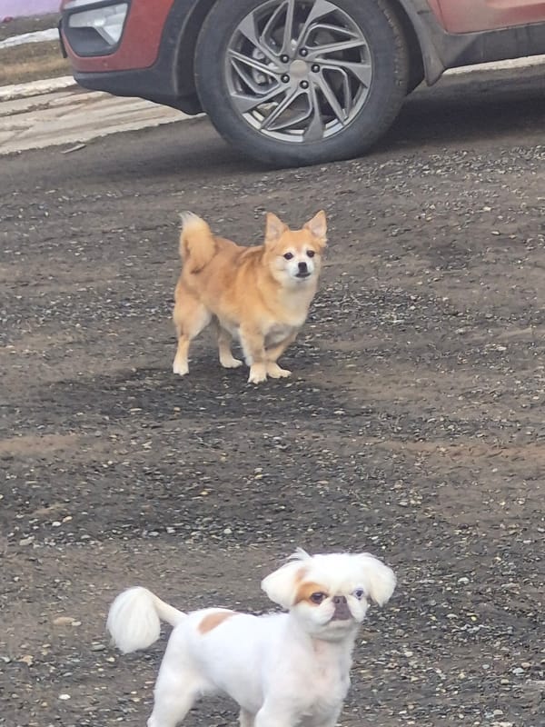 Dogs spotted in residential area amid tire debris