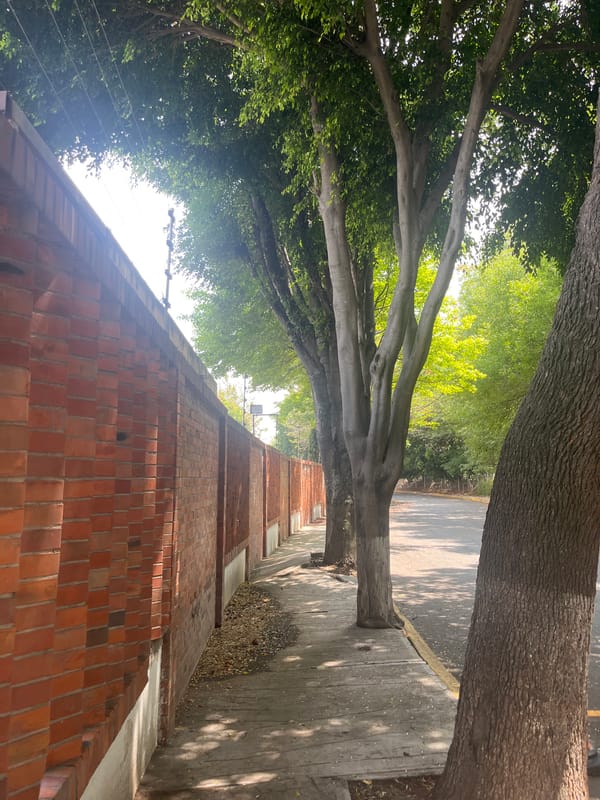 Outdoor pathway scene with trees and brick wall observed