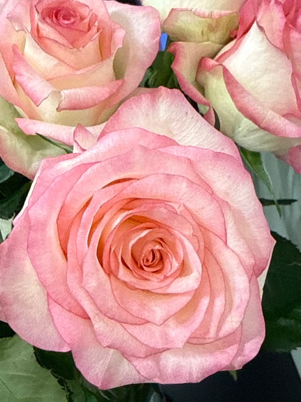 Close-up photos capture pink-edged white roses in Yerevan bouquet