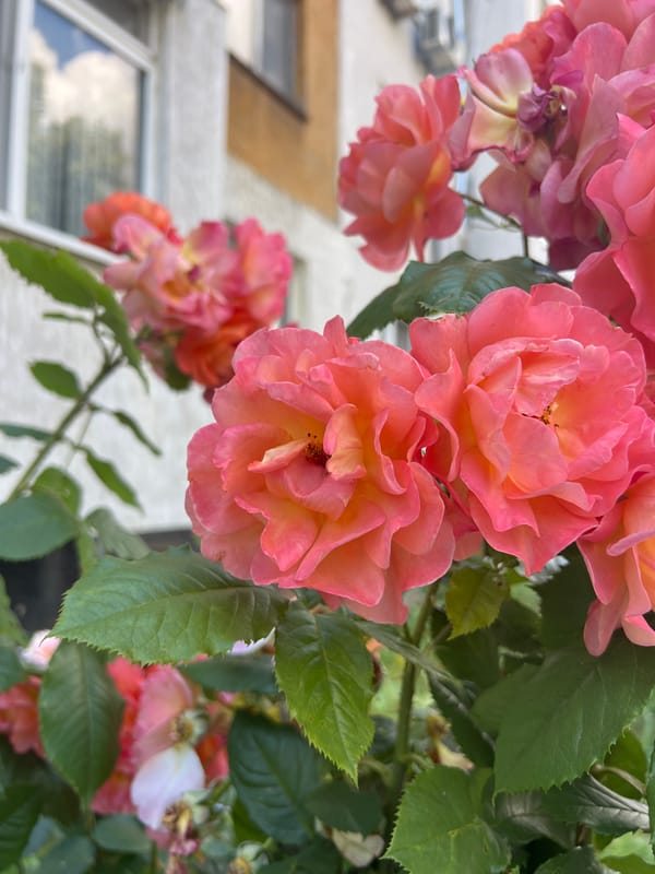 Morning scenes around Burgas: flowers, city views, personal items