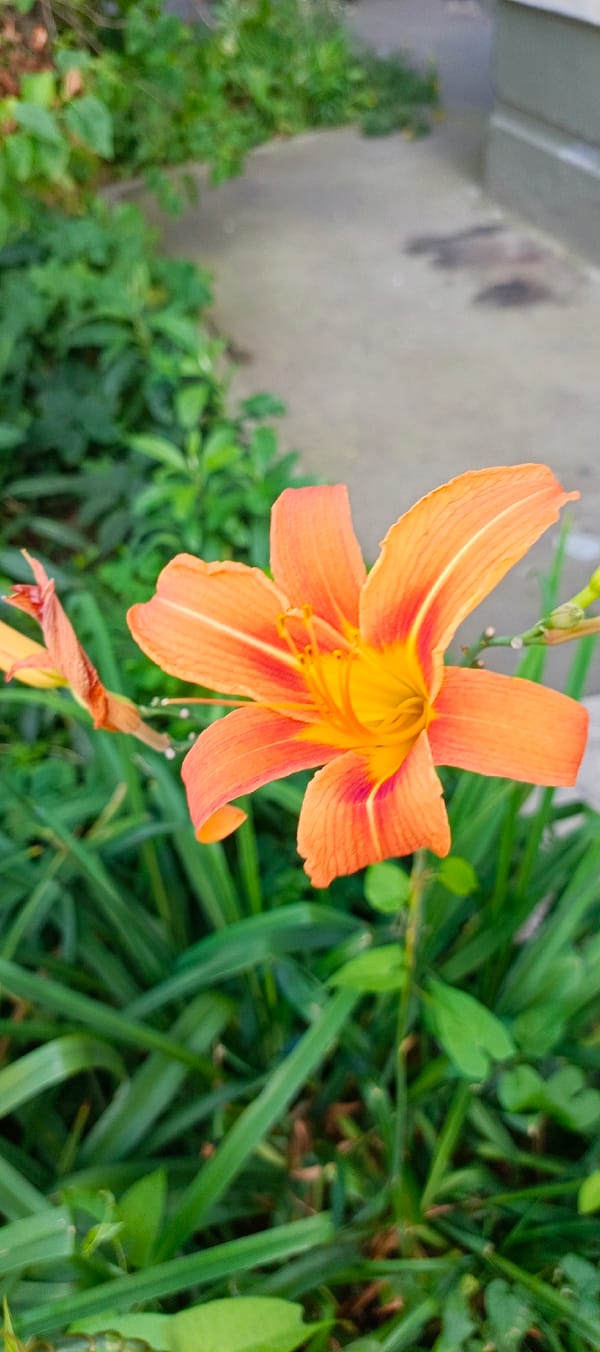 Orange daylily in full bloom, Moscow summer garden
