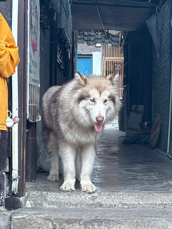 Daily life scenes documented across Ciqikou Ancient Town