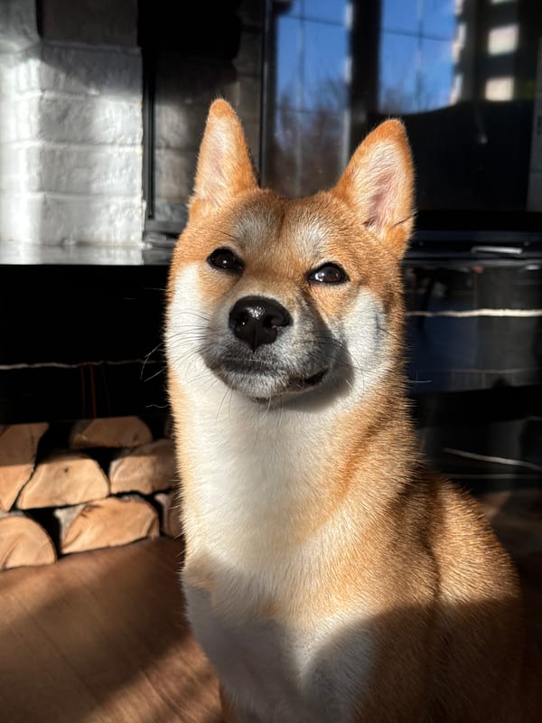 Pet photography session captures Shiba Inu and Devon Rex in Latvia