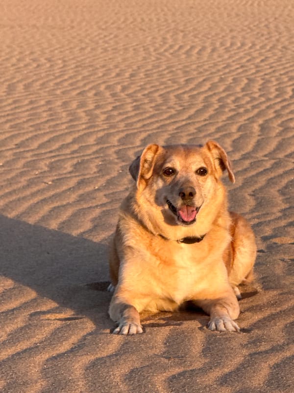 Evening beach visit with dog captured at Gijón's El Rinconín