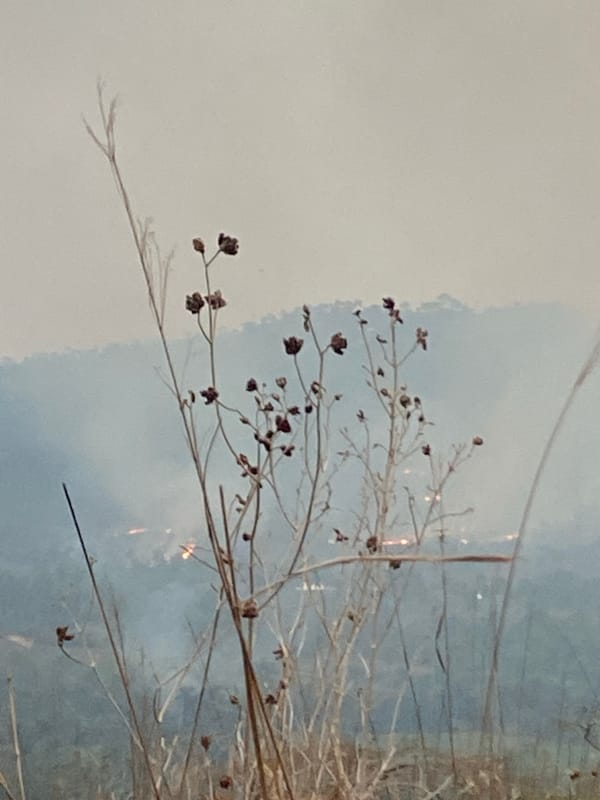 Dead plant photographed amid smoky conditions in Achara, Nigeria