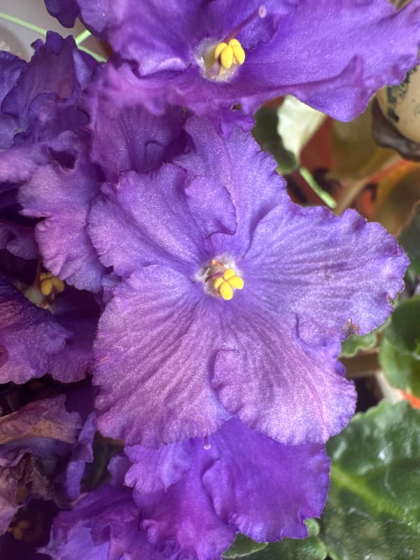 Afternoon in Plovdiv: car interiors, flowers, and fresh lip filler