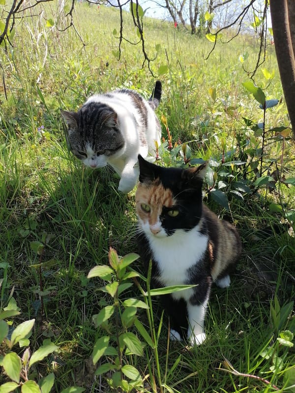 Cats spotted relaxing in sunny grass patches in New Athos