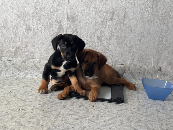 Two dachshund puppies doing puppy things in Birobidzhan