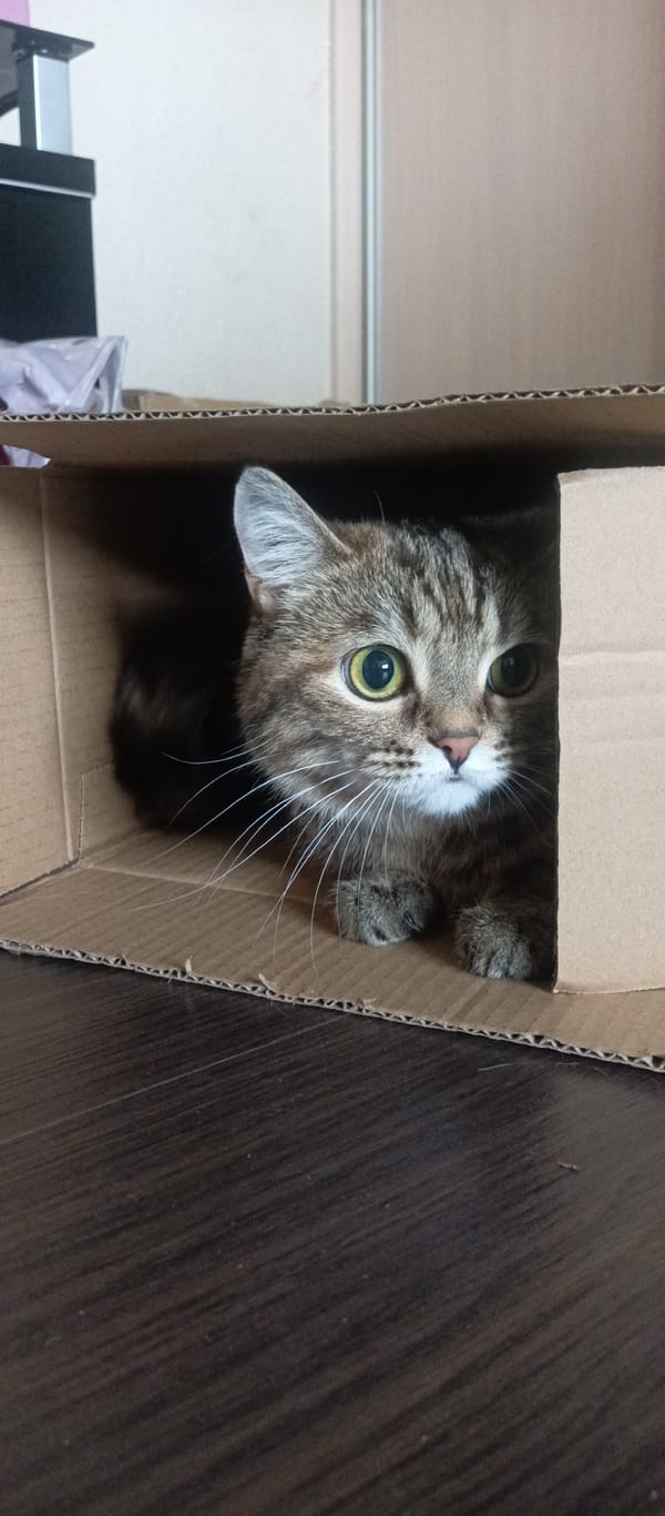 Tabby cat photographed in box, then tub with girl