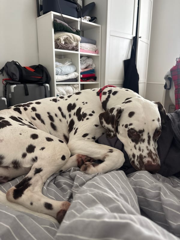 Dalmatian dog rests on bedroom duvet in Moscow