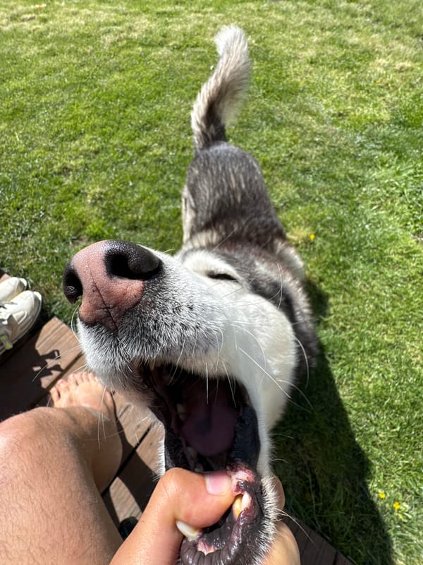 Husky dog photographed with person in Radnevo, Bulgaria
