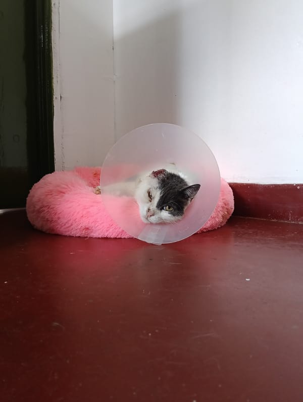 Two dogs spotted at Nairobi facility Thursday morning