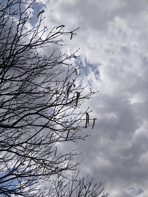 Evening scenes captured across Ciudad Guayana: trees, tire shop, birds