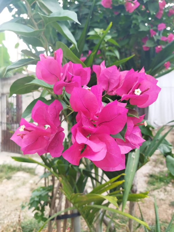 Blooming pink bougainvillea flowers captured in Tinaquillo, Venezuela