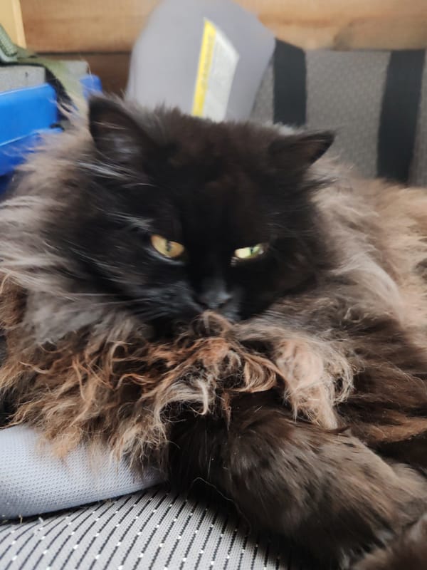 Lazy summer morning with a black cat and breakfast in Chukhloma