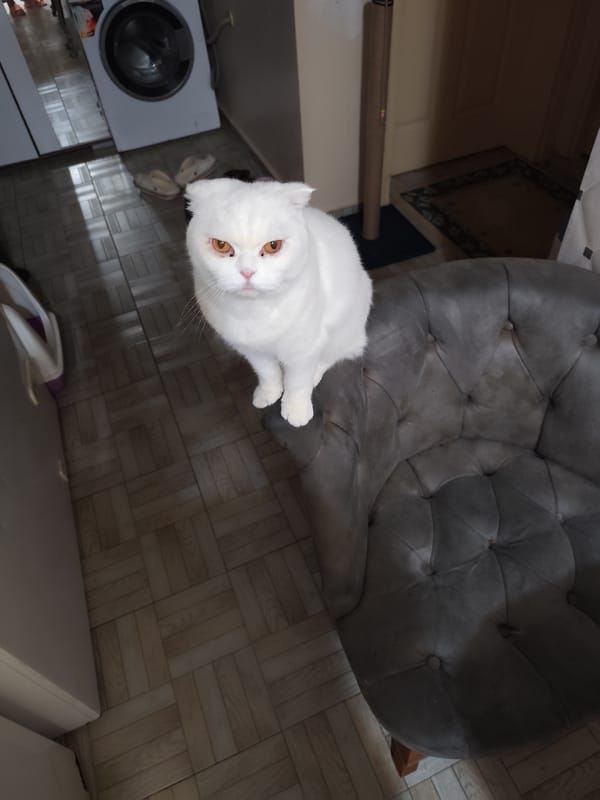 White Scottish Fold cat spotted on armchair in Sarıyer