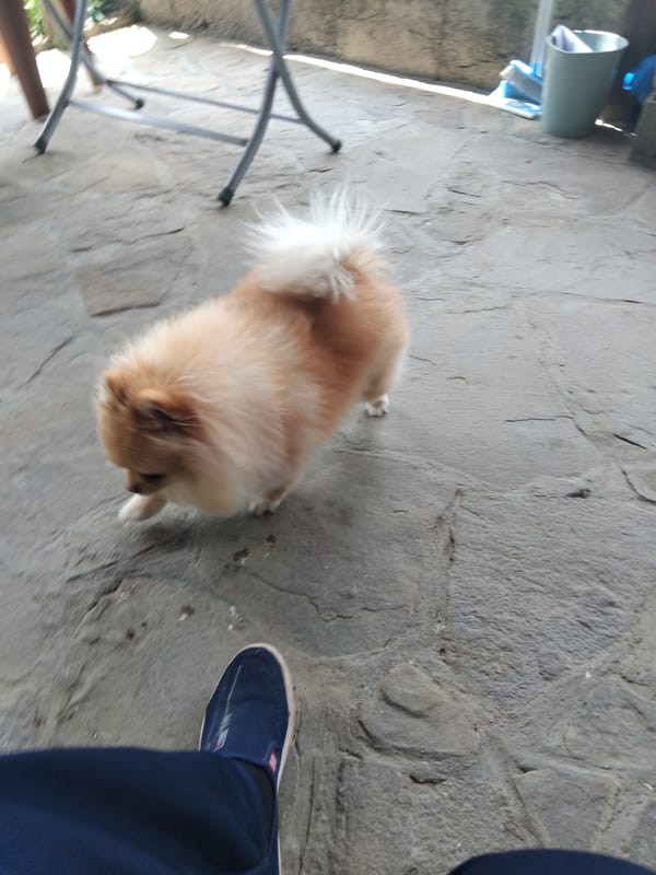 Fluffy Pomeranian enjoys morning on Bulgarian patio