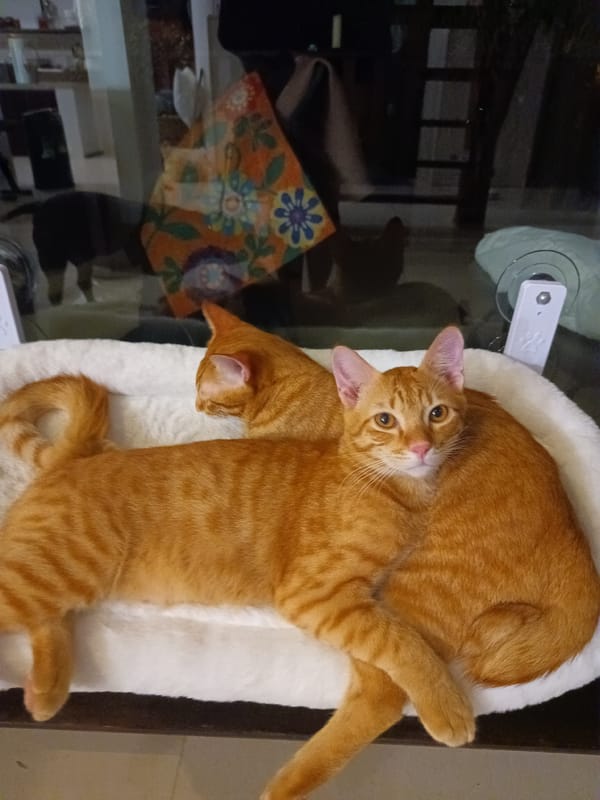Two orange tabby cats rest on pet bed in Thailand