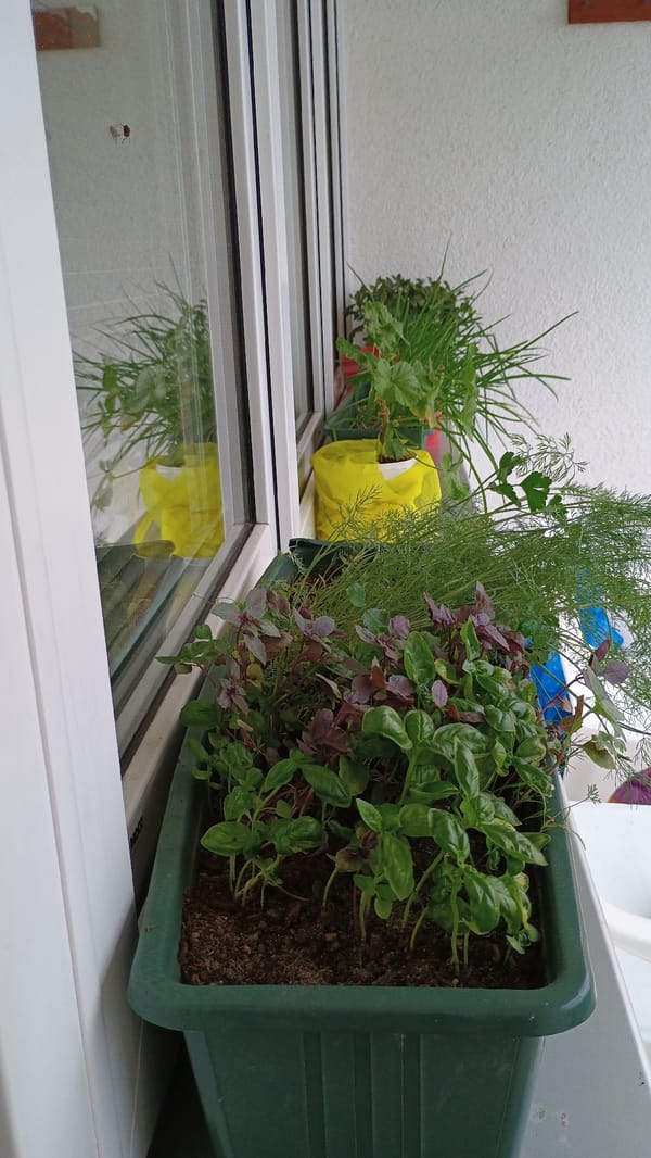 Indoor gardening and city views captured in Sokolov