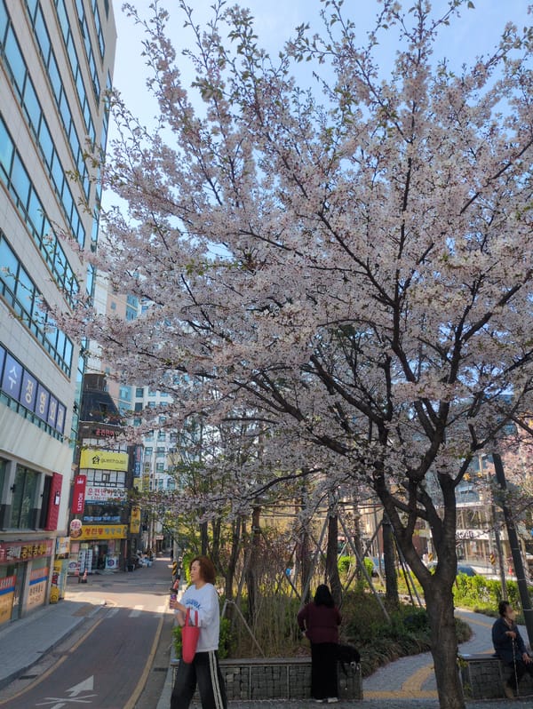Cherry blossoms bloom across Seoul streets during early morning