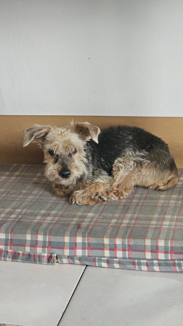 Quiet evening documented with pets and sweets in Mexico