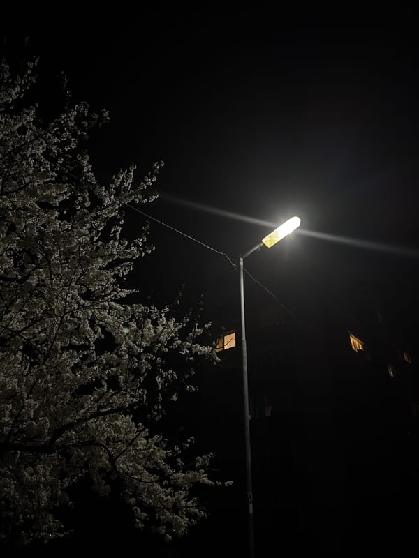 Spring blossoms illuminated by streetlights in Berkovitsa, Bulgaria