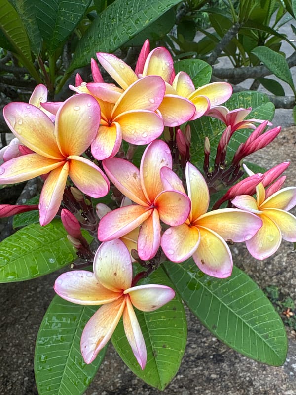Tropical flora and local signage documented in Karon, Thailand