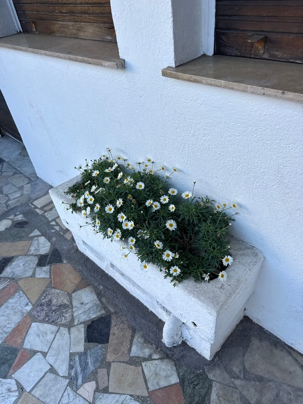 Daisy-filled planter observed on Nice street wall