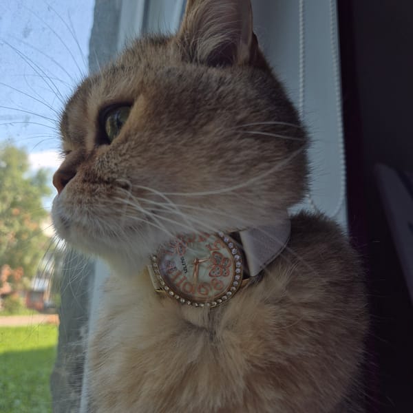 Tabby cat and a rhinestone watch steal the show in Kemerovo