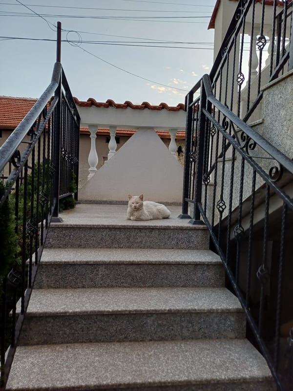 Cat rests on steps near flowering garden scene