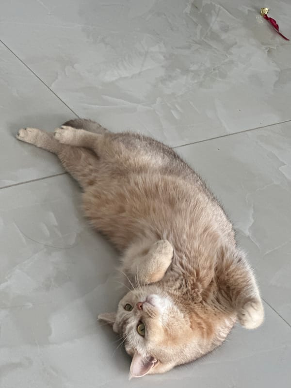 Tabby cat's morning rest session documented by witnesses