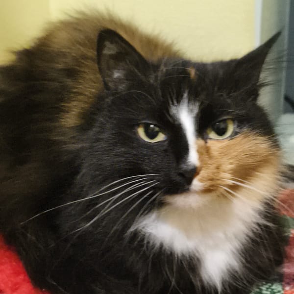 Domestic life moments captured in Chaikovsky home