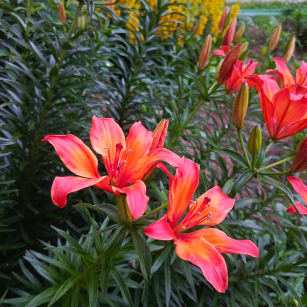 Evening stroll through a blooming garden in Марковский, Russia