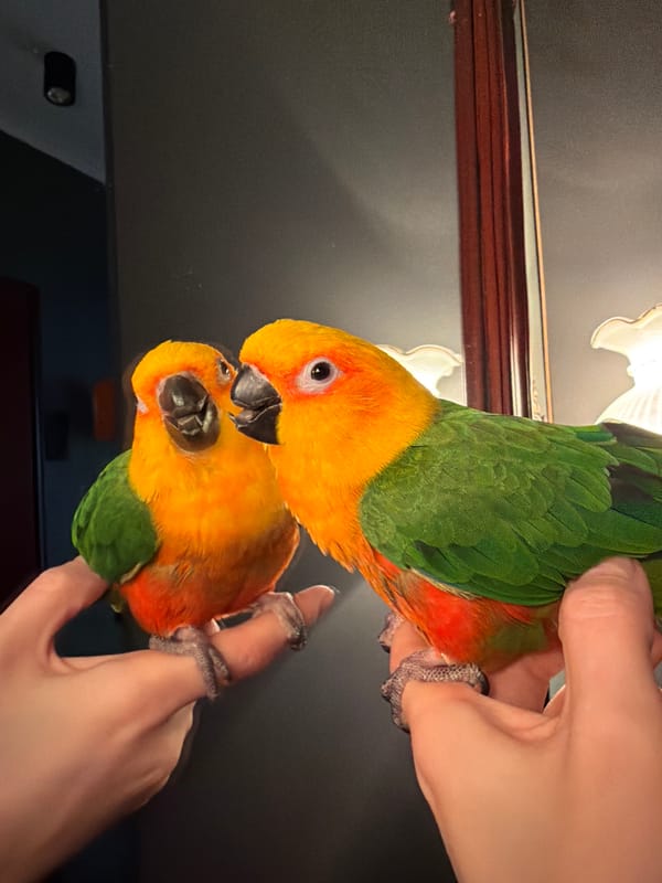 Colorful Sun Conure parrot photographed with reflection in Khimki