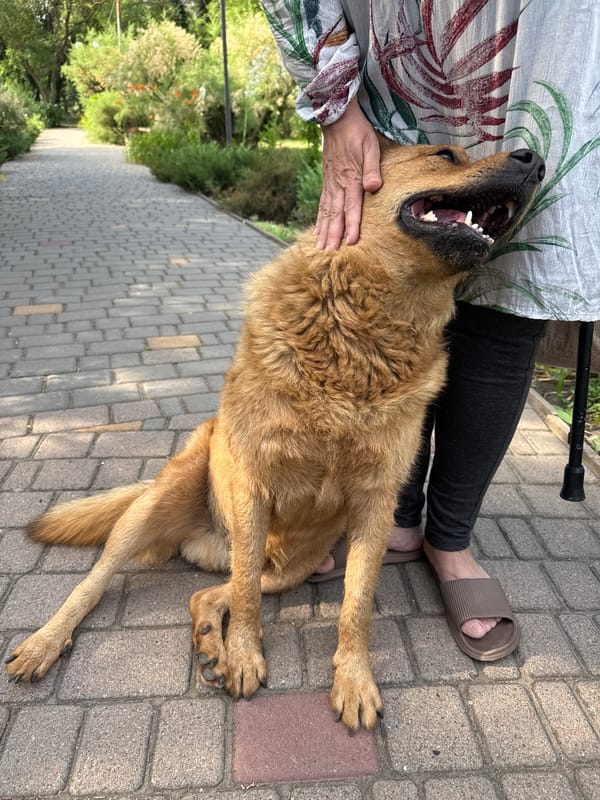 Hanging out with a dog on an Odesa walkway