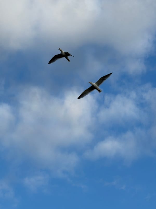 Quiet afternoon captured in Dreiliņi: coffee, clouds, cabin life