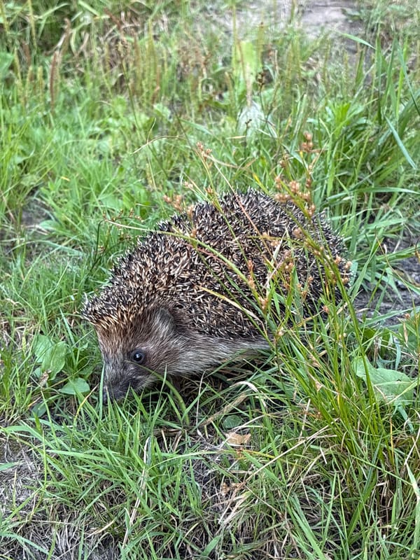 Hedgehogs, greenery, and outdoor scenes on a summer afternoon