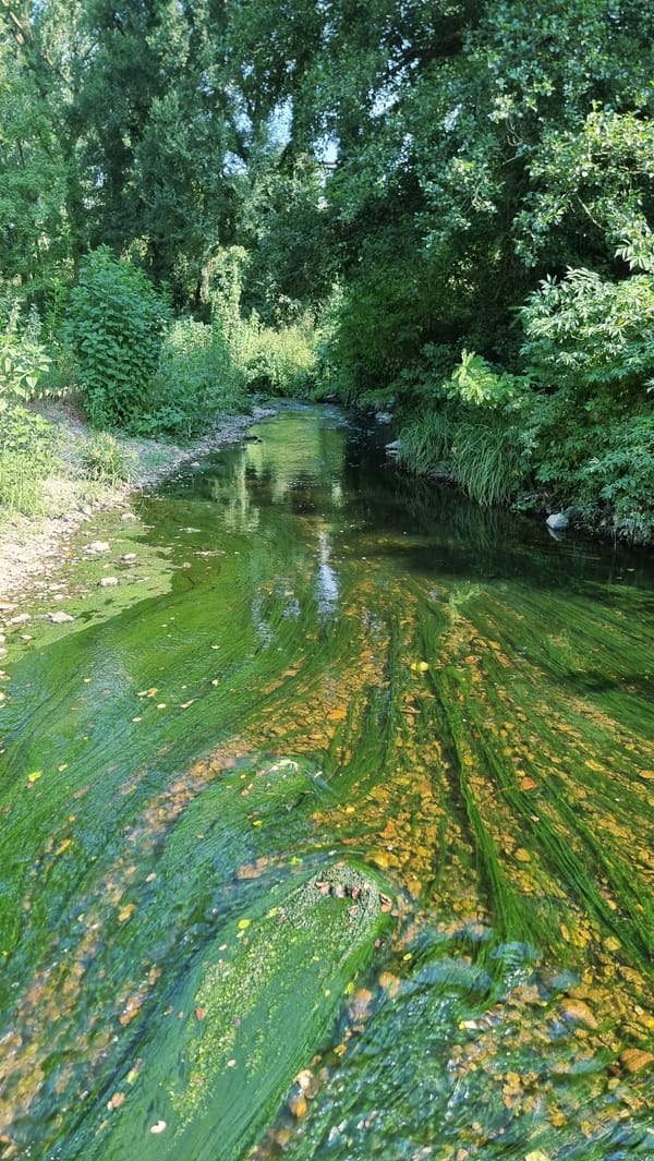 Riverside wildlife and scenery along Sant Joan les Fonts, Catalonia