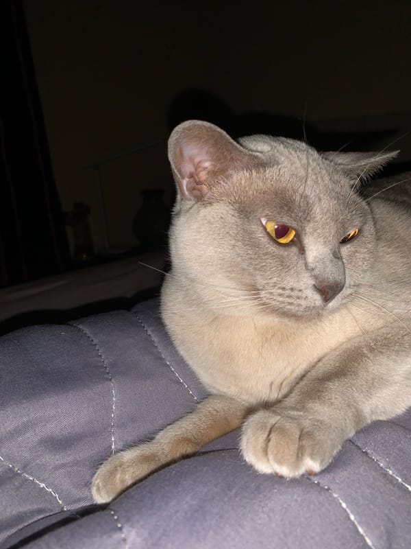 Young person documents quiet evening with cat in Gvardeysk