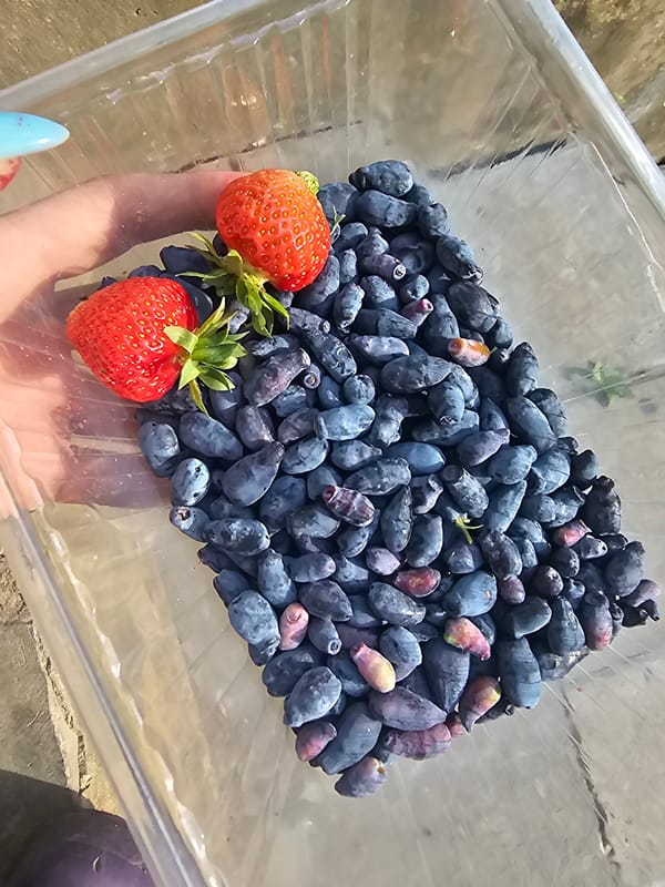 Fresh honeysuckle and strawberry harvest at a Russian dacha