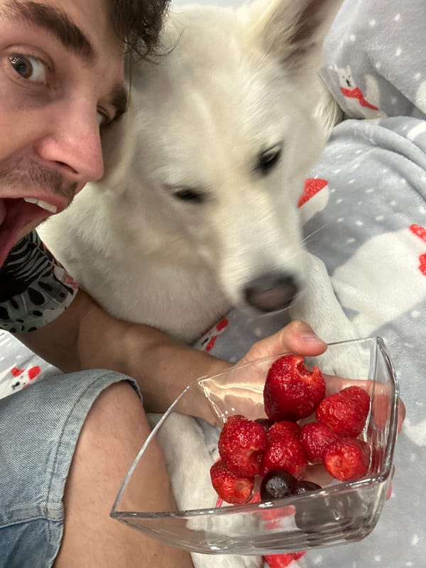 Sunday snack time with white German Shepherd in Rassokha