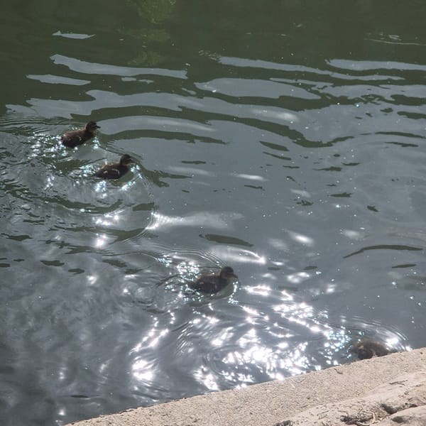 Ducklings and dog spotted near waterway in Strasbourg
