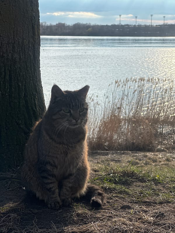Cat rests on fallen trunk by shimmering water in Riga